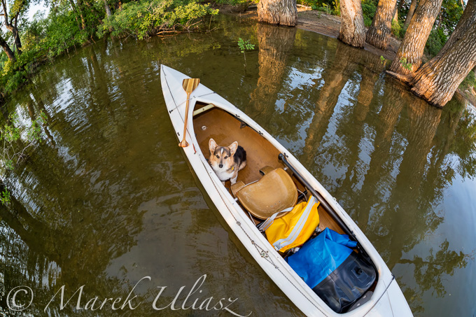 canoe dog