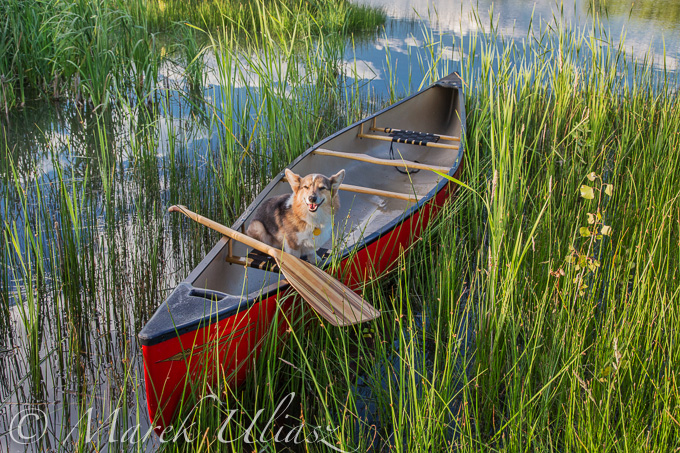 Corgi dog in a canoe