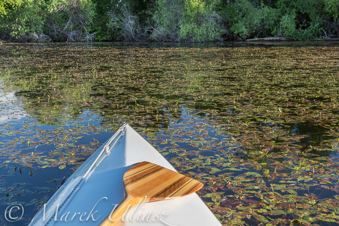 canoe bow with paddle